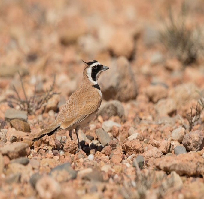 Atlas Mountains Hike and Birdwatching in Morocco gallery 3