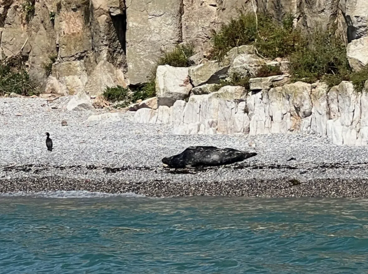RIB Tour – Explore Puffin Island gallery 9