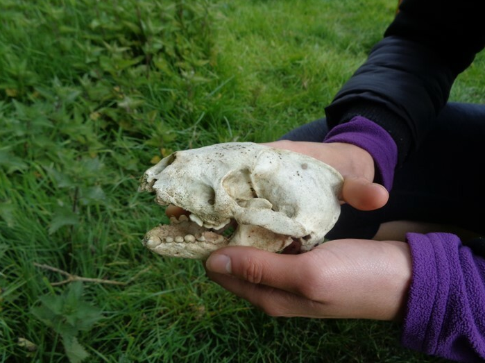 Tracking & Nature Awareness Course in Kent, photo 3