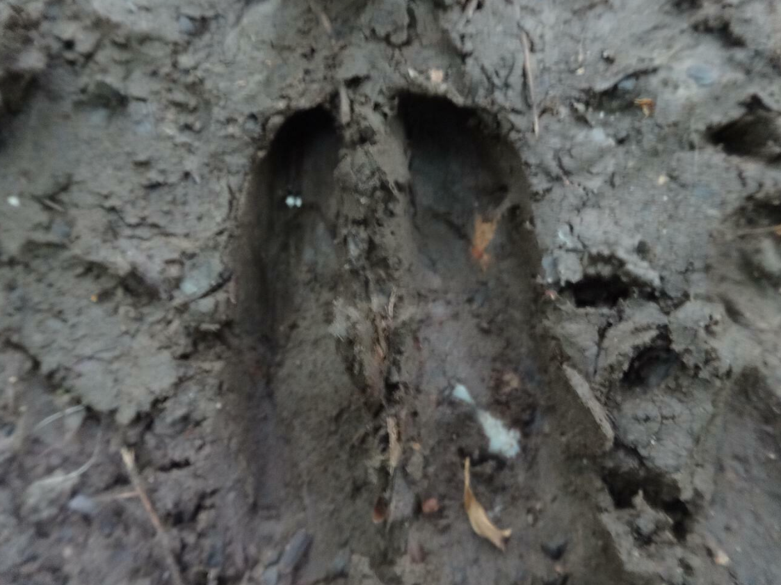 Tracking & Nature Awareness Course in Kent gallery 2