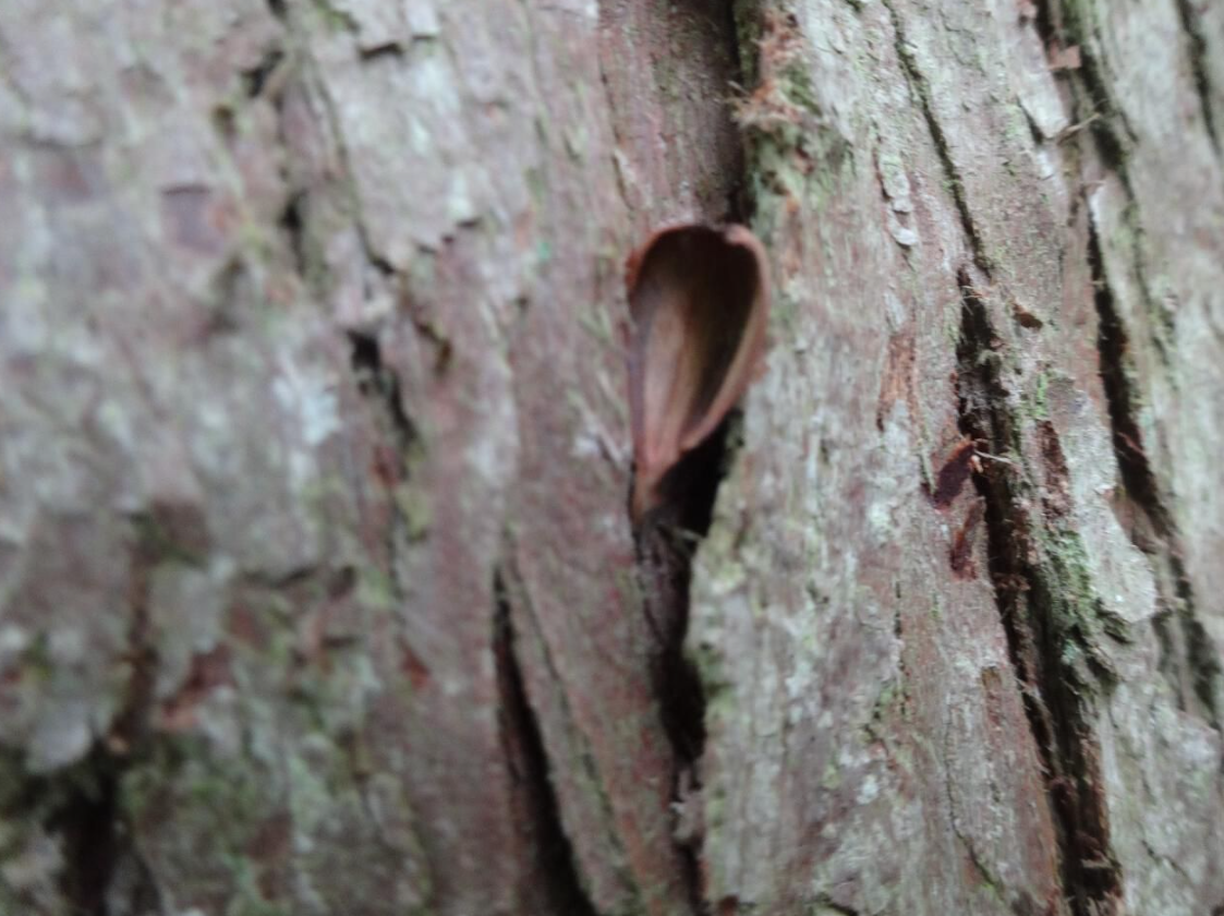Tracking & Nature Awareness Course in Kent gallery 6