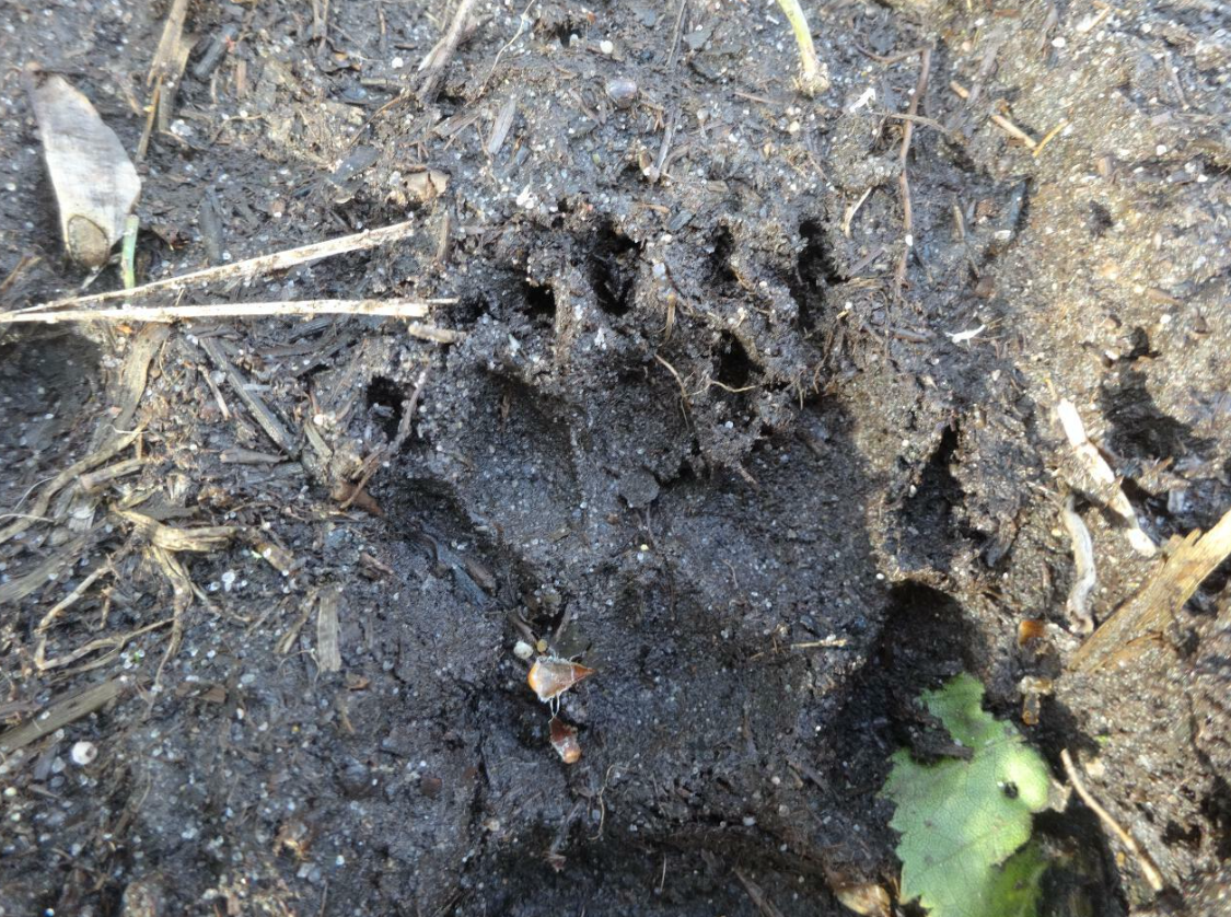 Tracking & Nature Awareness Course in Kent gallery 7