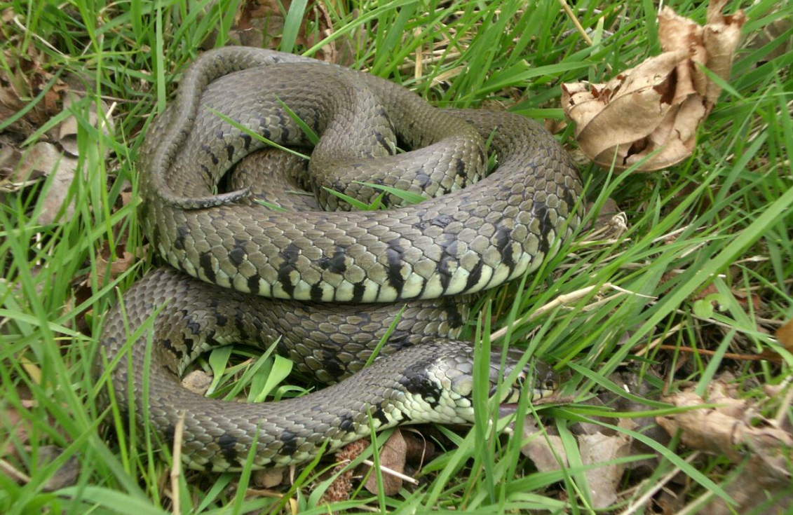 Tracking & Nature Awareness Course in Kent, photo 5
