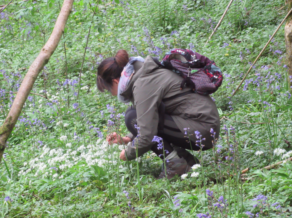 Foraging Course in Kent gallery 3