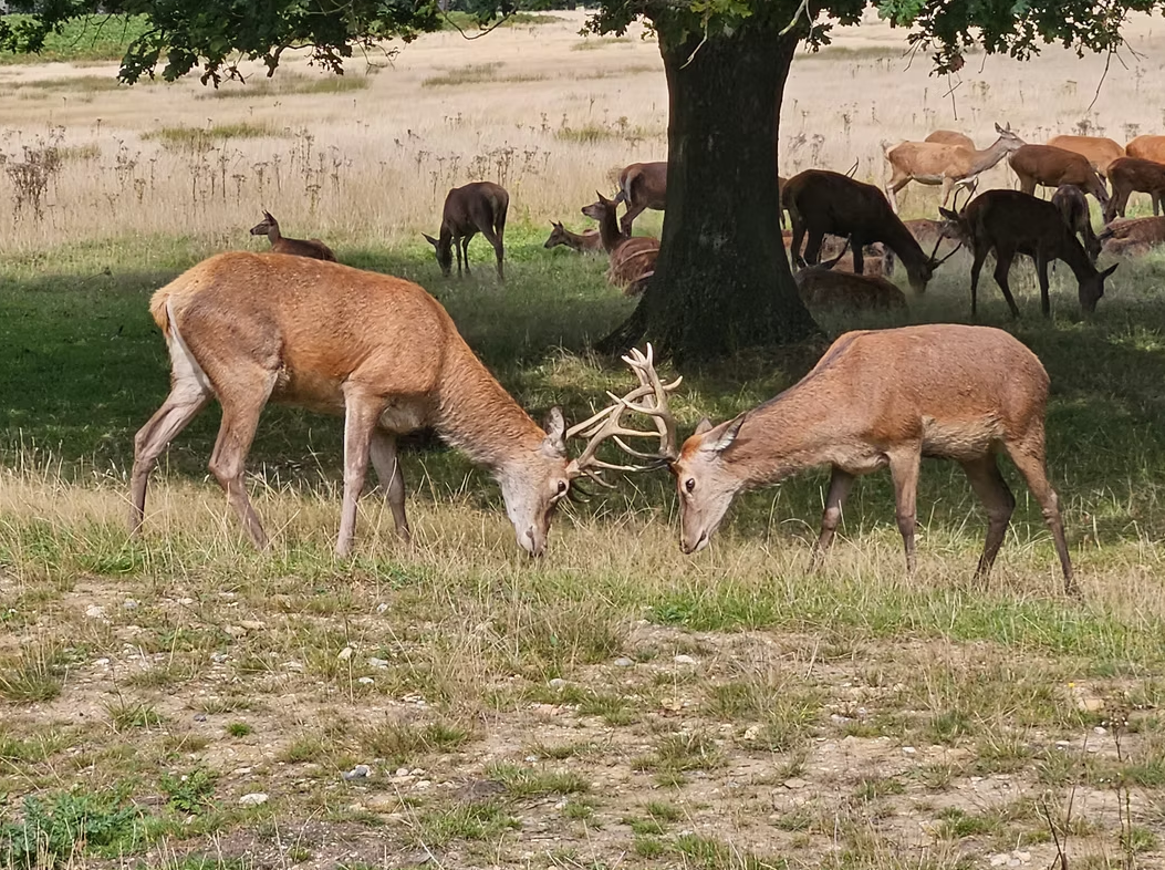 Navigation for Beginners in Richmond Park, photo 4