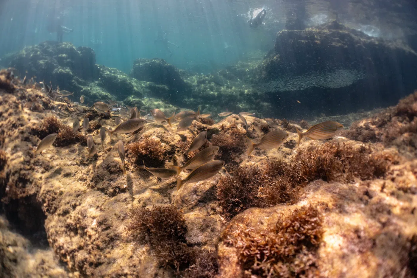 Open Water Scuba FREe-learning Course, photo 5