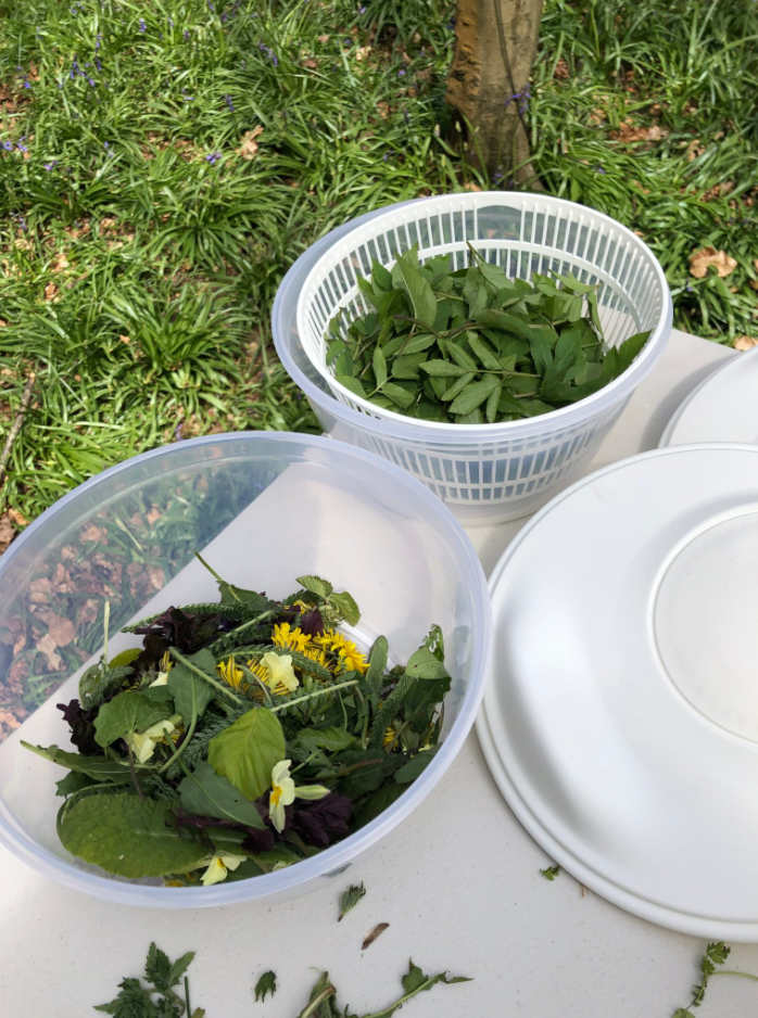 Spring Foraging Course in South London gallery 4