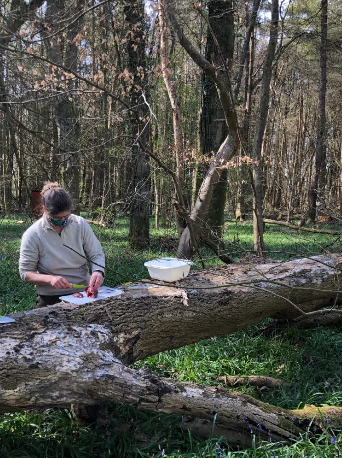 Spring Foraging Course in South London, photo 2