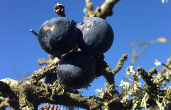 Autumn Foraging Course in South London gallery 4