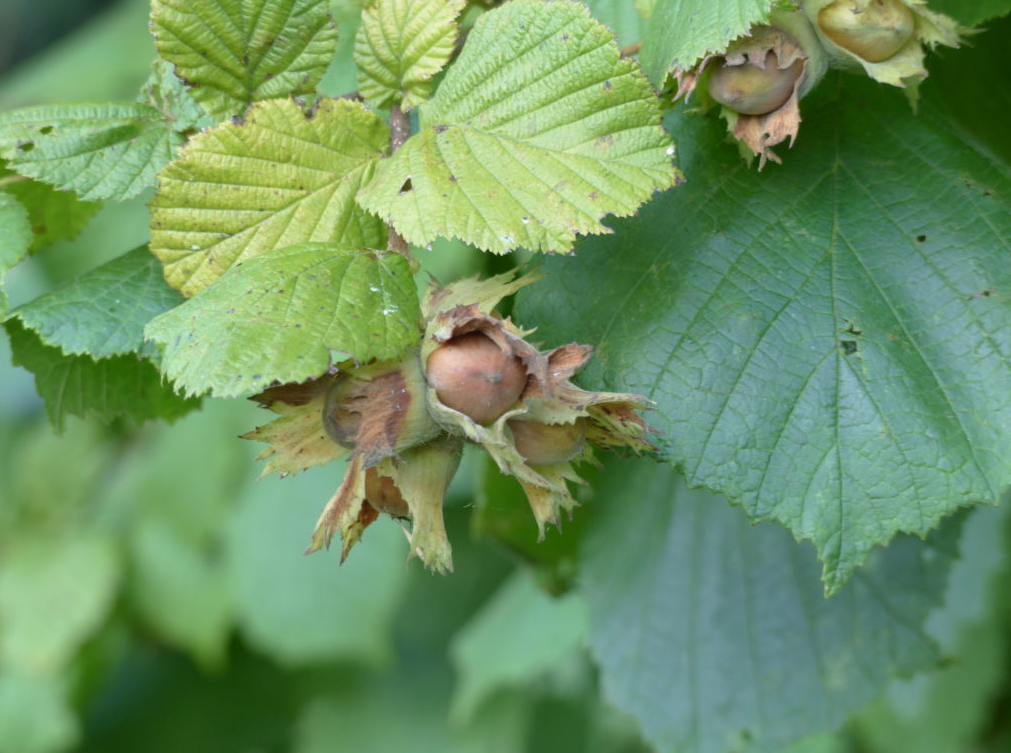 Autumn Foraging Course in South London gallery 6