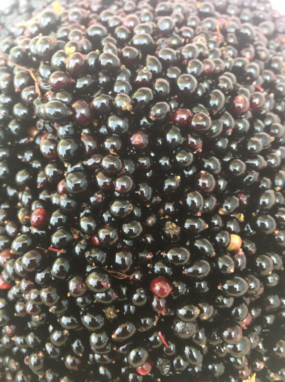 Autumn Foraging Course in South London gallery 7
