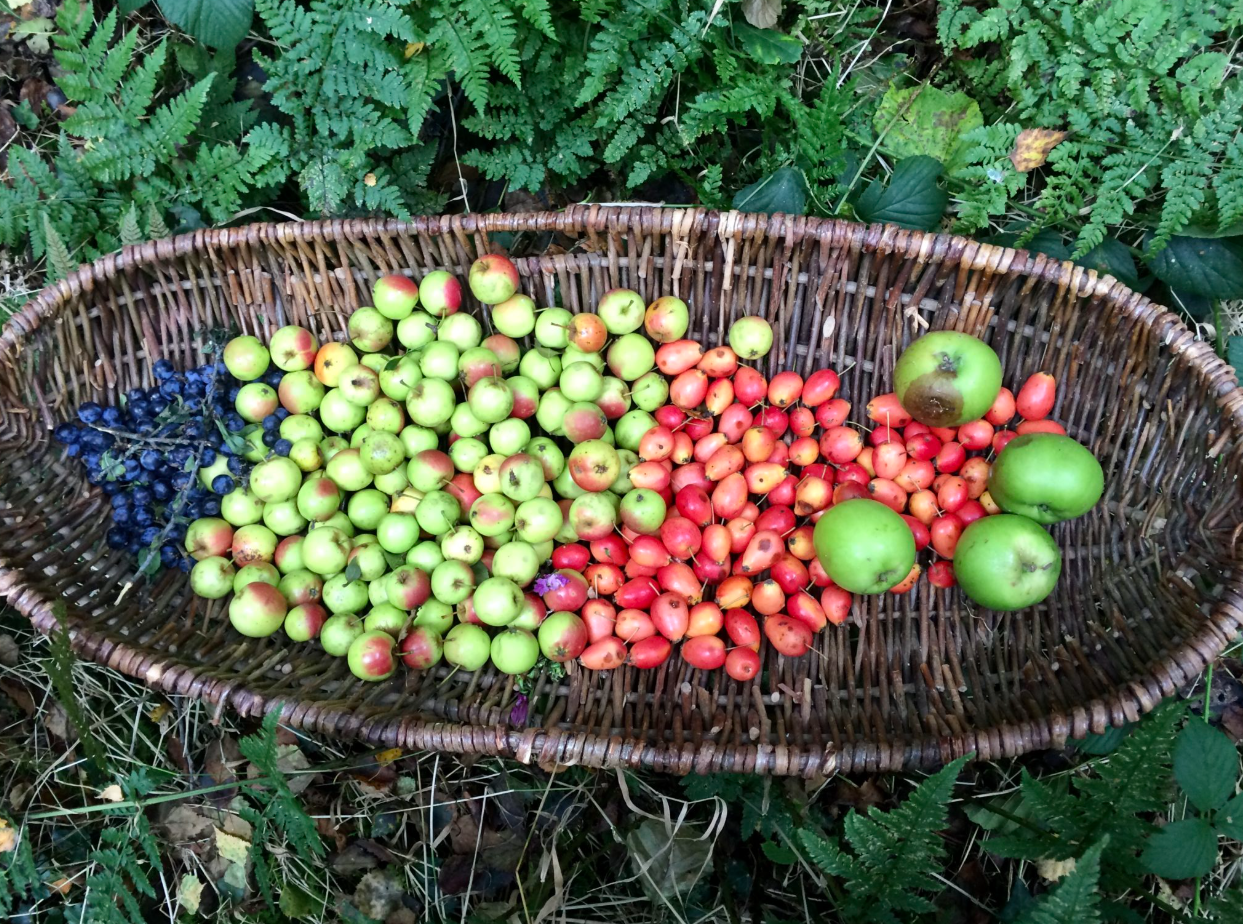 2-Day Autumn Foraging and Preserving Course in South London gallery 5
