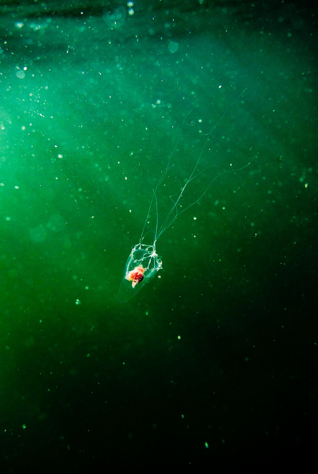 PADI Basic Freediver Course in Shetland, Scotland gallery 3