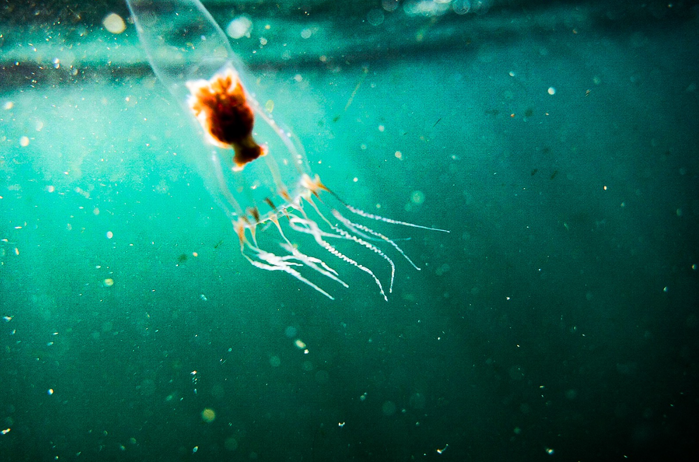 Freedive Exploration in Shetland, Scotland gallery 2