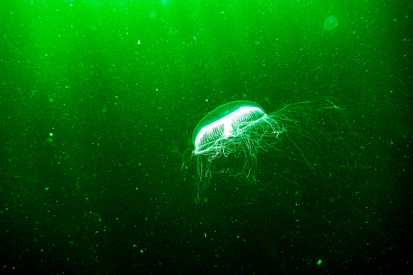 Freedive Exploration in Shetland, Scotland gallery 3