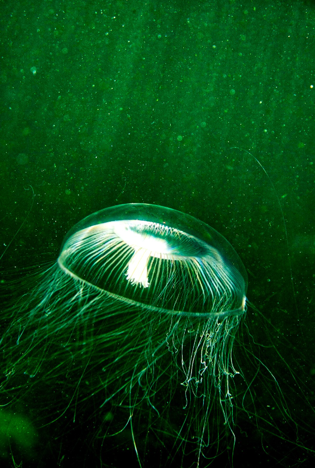PADI Freediving Course in Shetland, Scotland gallery 3