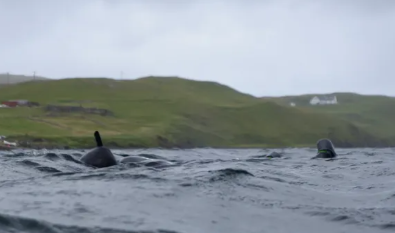 Freedive Exploration in Shetland, Scotland gallery 6