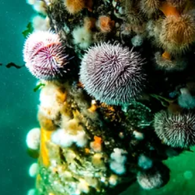 Diving Gear Rental in Shetland, Scotland gallery 7