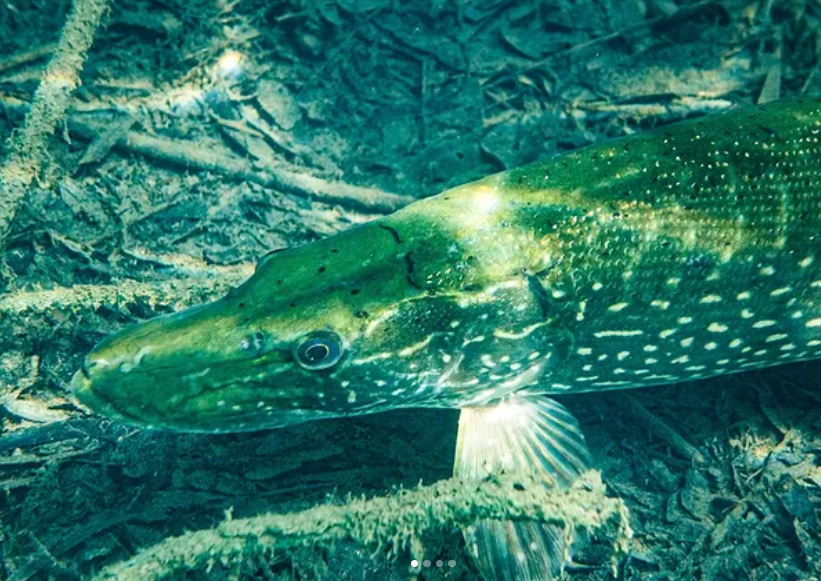 Spearfishing and Foraging Session in Shetland, Scotland, photo 3