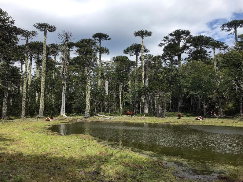 Huerquehue National Park Hike in Pucón, Chile, photo 5