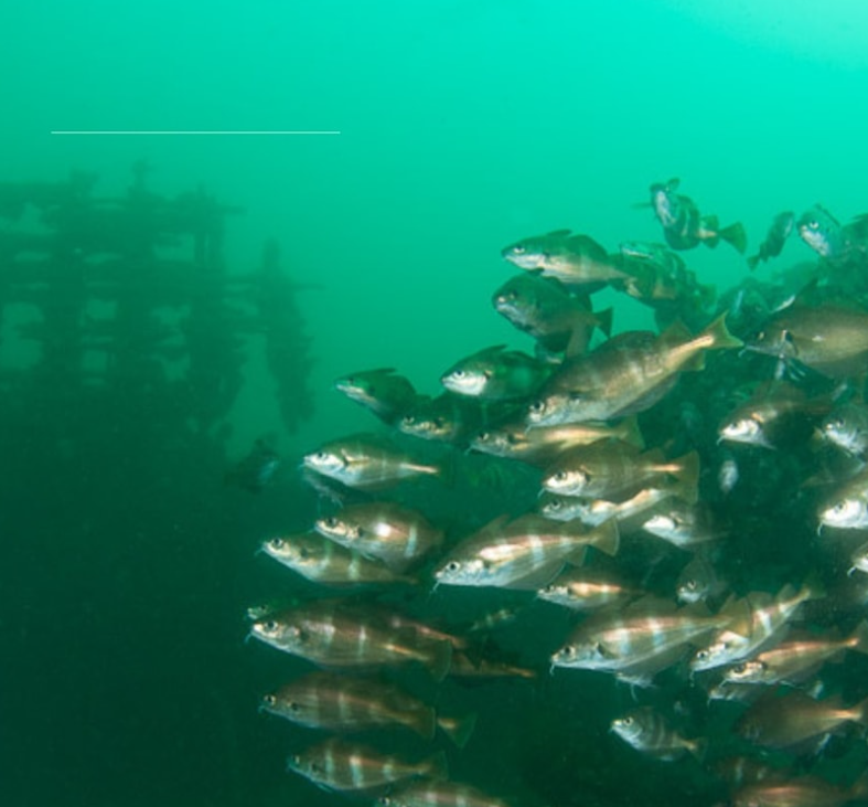 PADI Divemaster Pro Course in Littlehampton gallery 5