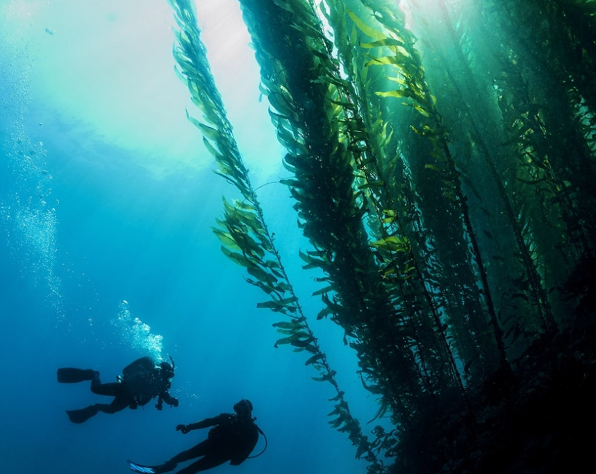 PADI Boat Diver Course in Littlehampton gallery 4