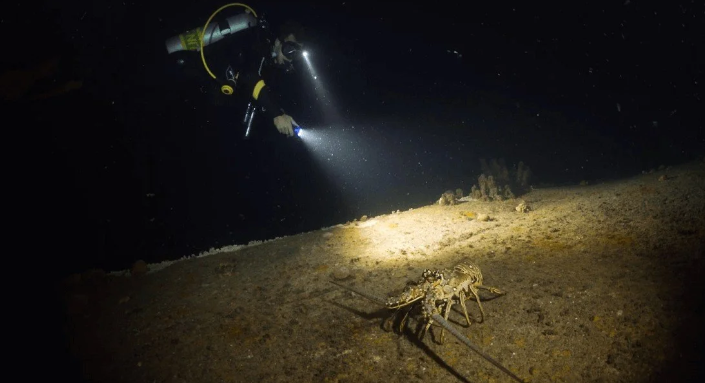 PADI Night Diver Course in Littlehampton, photo 3