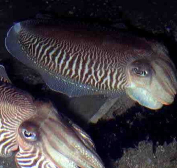 PADI Night Diver Course in Littlehampton gallery 4