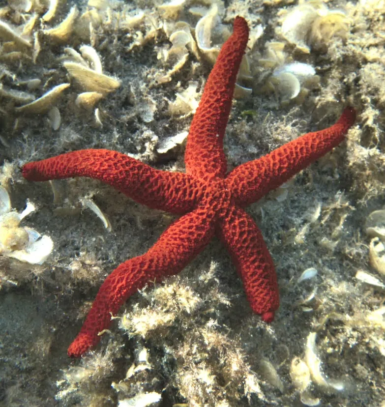 Private Dive Guiding in Menorca, photo 5