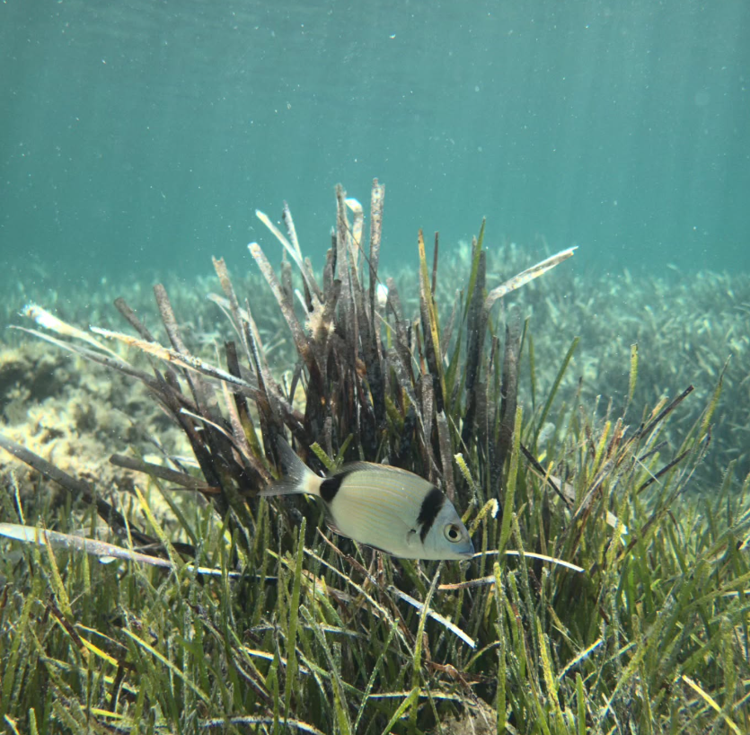 Private Dive Guiding in Menorca gallery 6