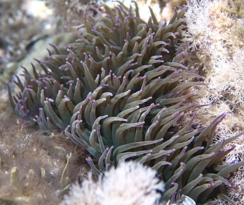 Private Dive Guiding in Menorca gallery 7