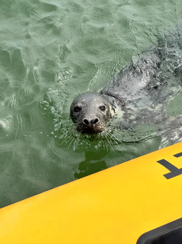 Seal Boat Trips to Scroby Sands in Lowestoft, photo 2