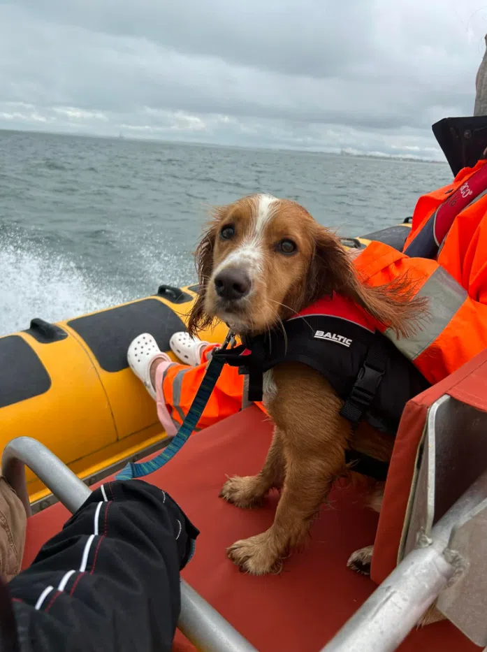 Seal Boat Trips to Scroby Sands in Lowestoft gallery 6