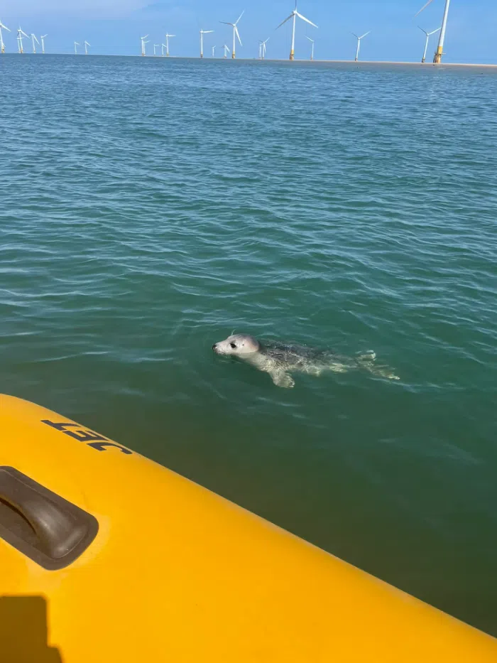 Seal Boat Trips to Scroby Sands in Lowestoft gallery 10