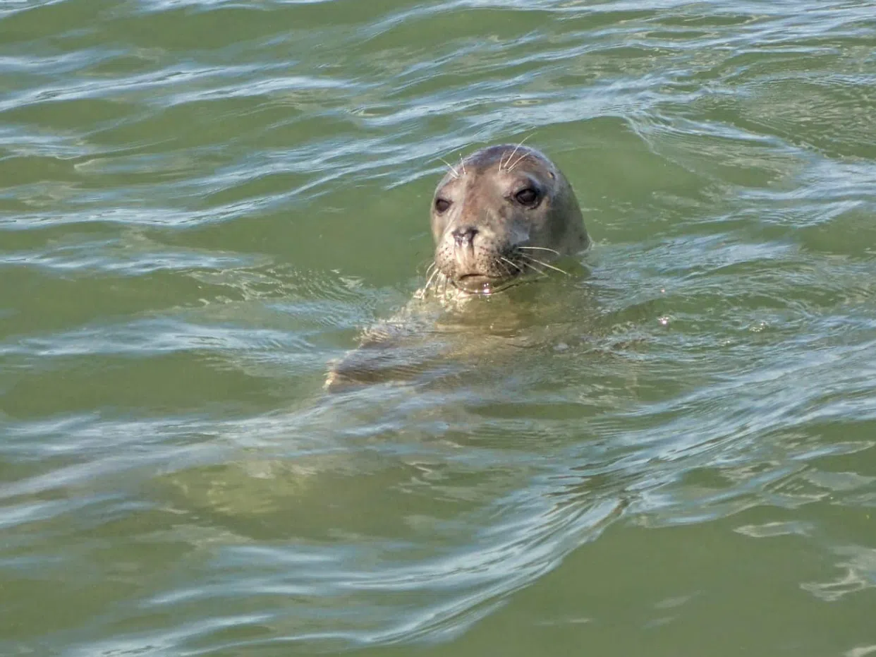 Seal Boat Trips to Scroby Sands in Lowestoft gallery 2