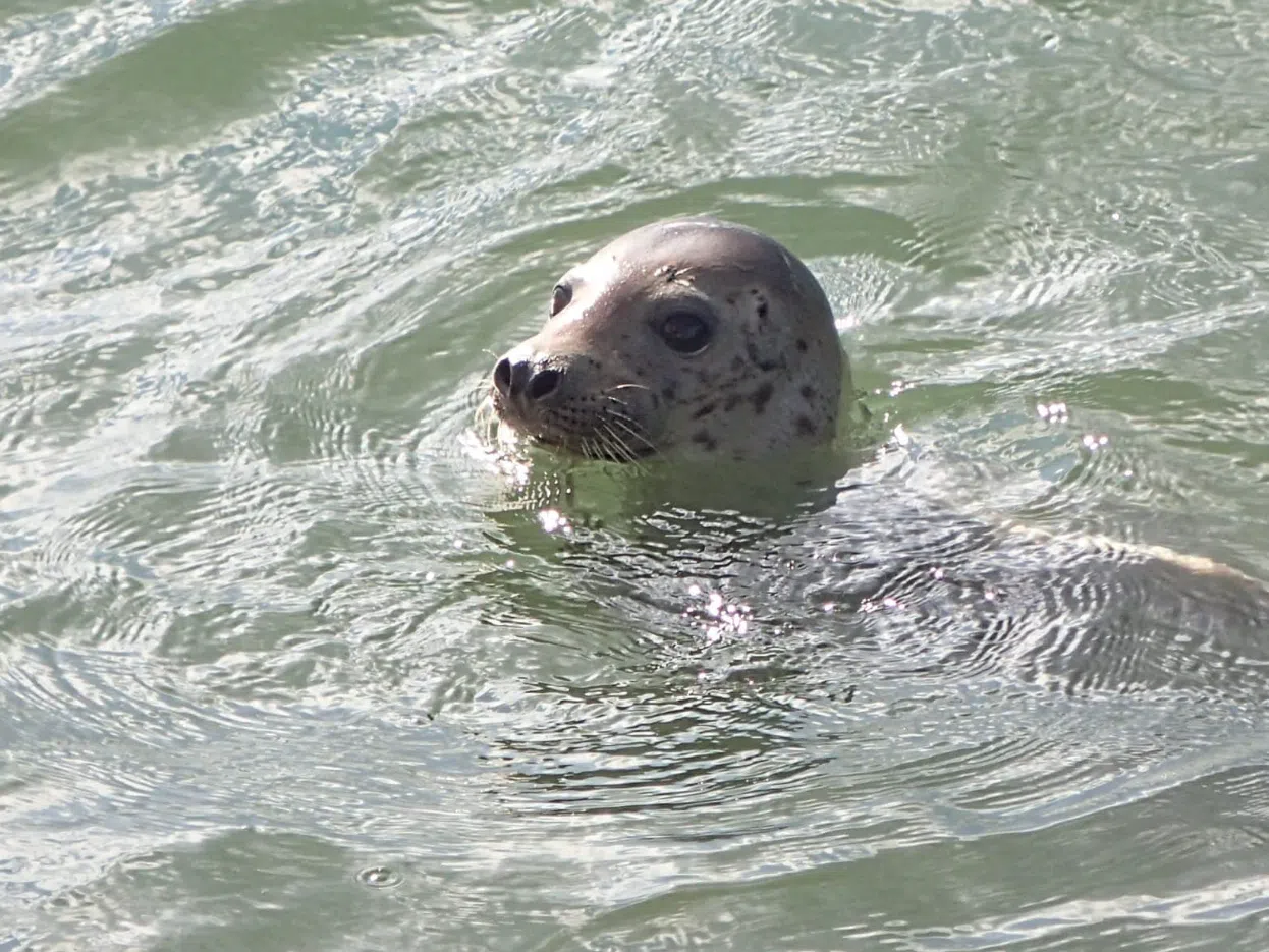 Seal Boat Trips to Scroby Sands in Lowestoft gallery 3