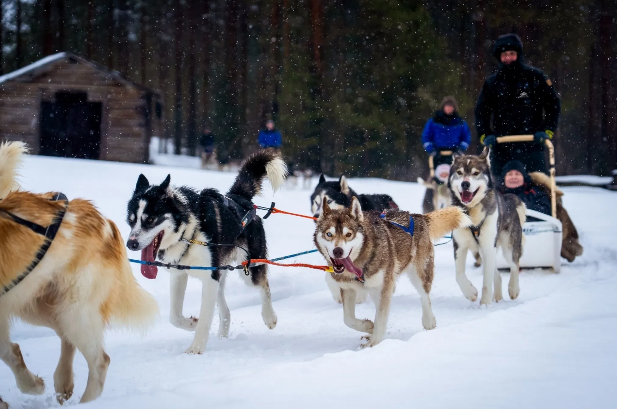 Husky Safari Winter Tour and Barbecue in Rovaniemi, photo 2