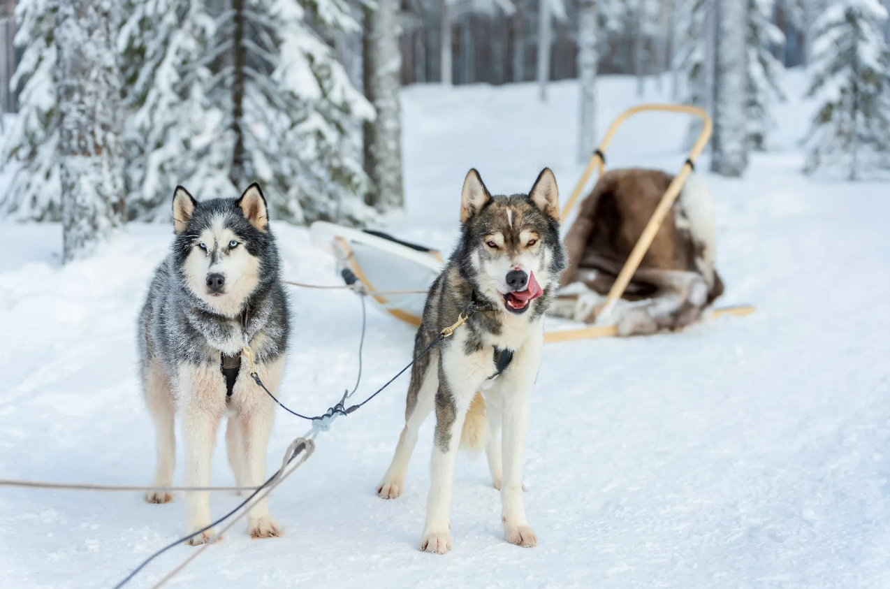 Husky Safari Winter Tour and Barbecue in Rovaniemi gallery 2
