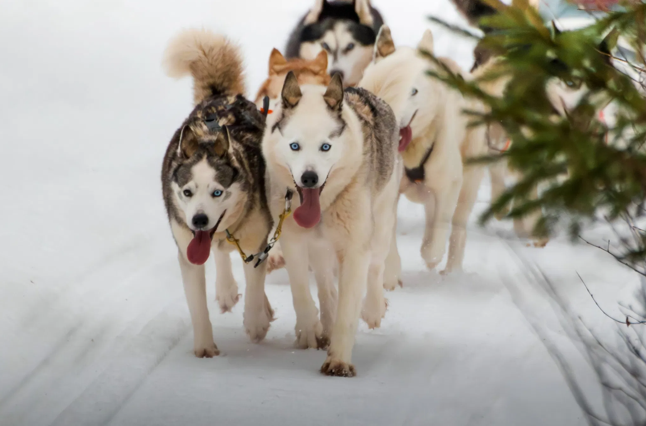 Husky Safari Winter Tour and Barbecue in Rovaniemi gallery 3