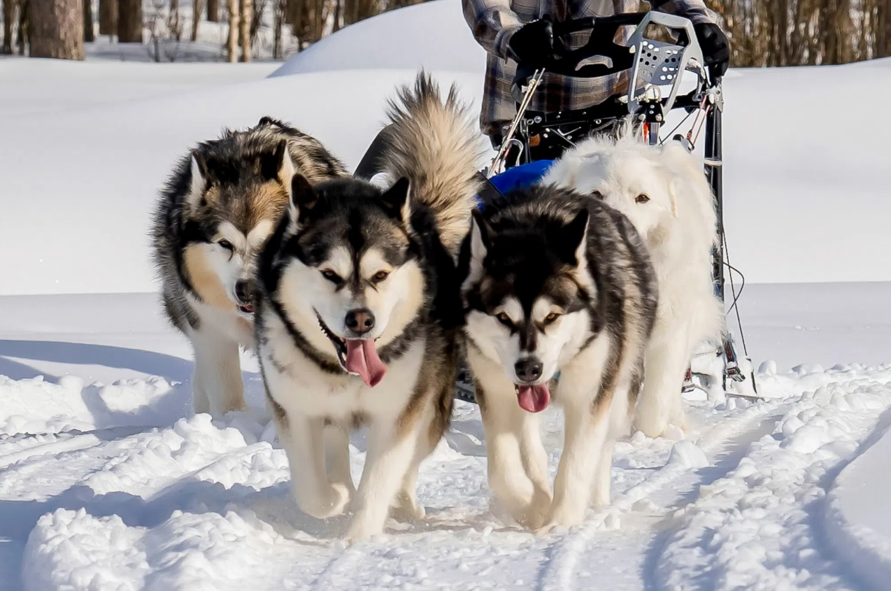 Husky Safari Winter Tour and Barbecue in Rovaniemi gallery 4