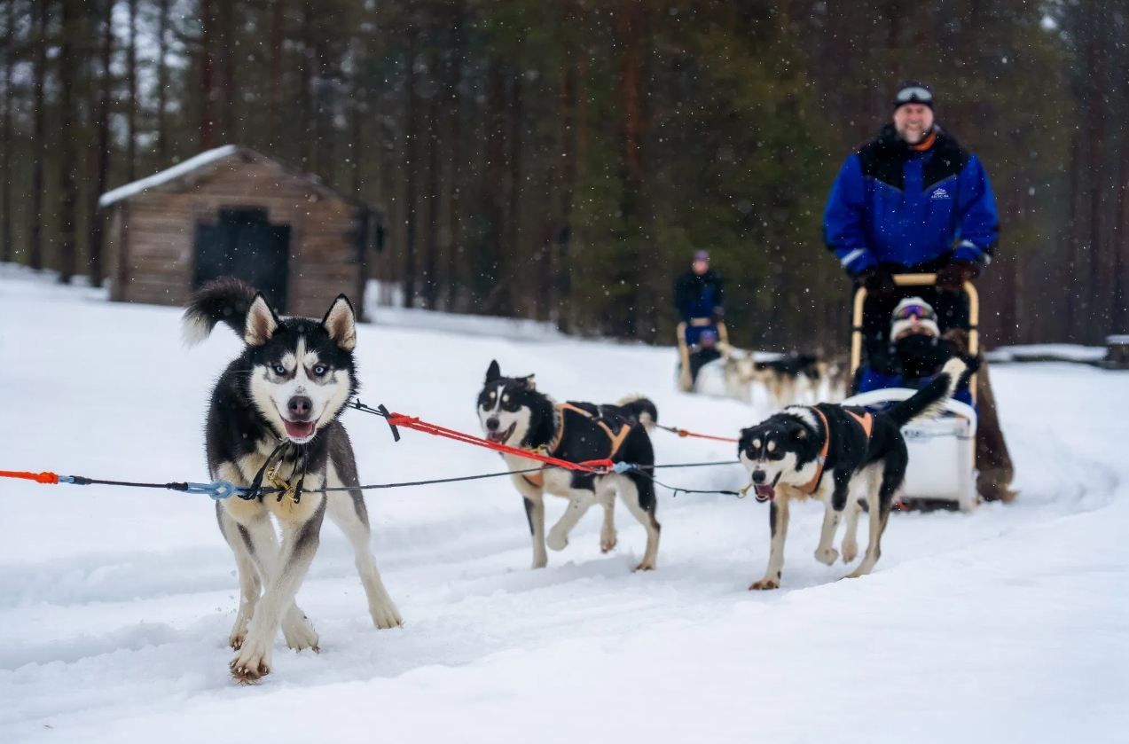 Husky Safari Winter Tour and Barbecue in Rovaniemi gallery 5