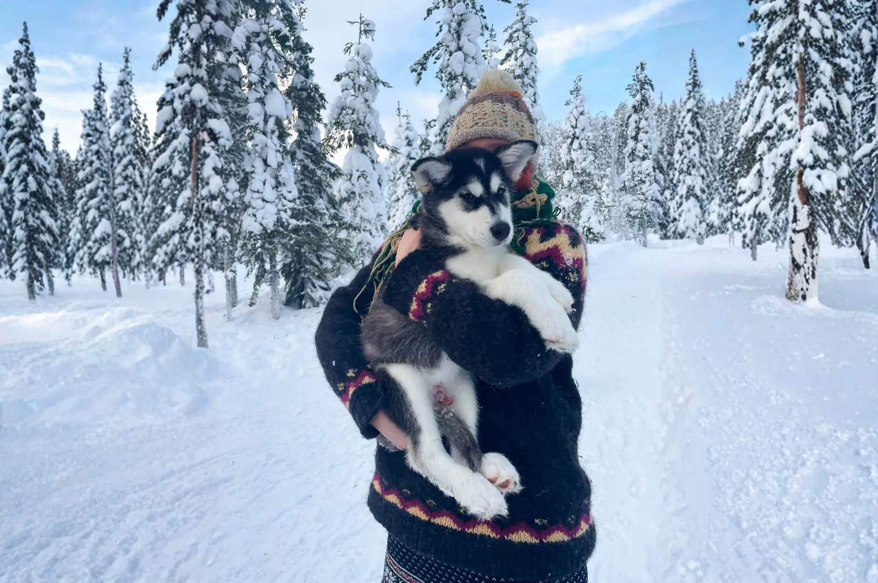 Husky Safari Winter Tour and Barbecue in Rovaniemi gallery 6