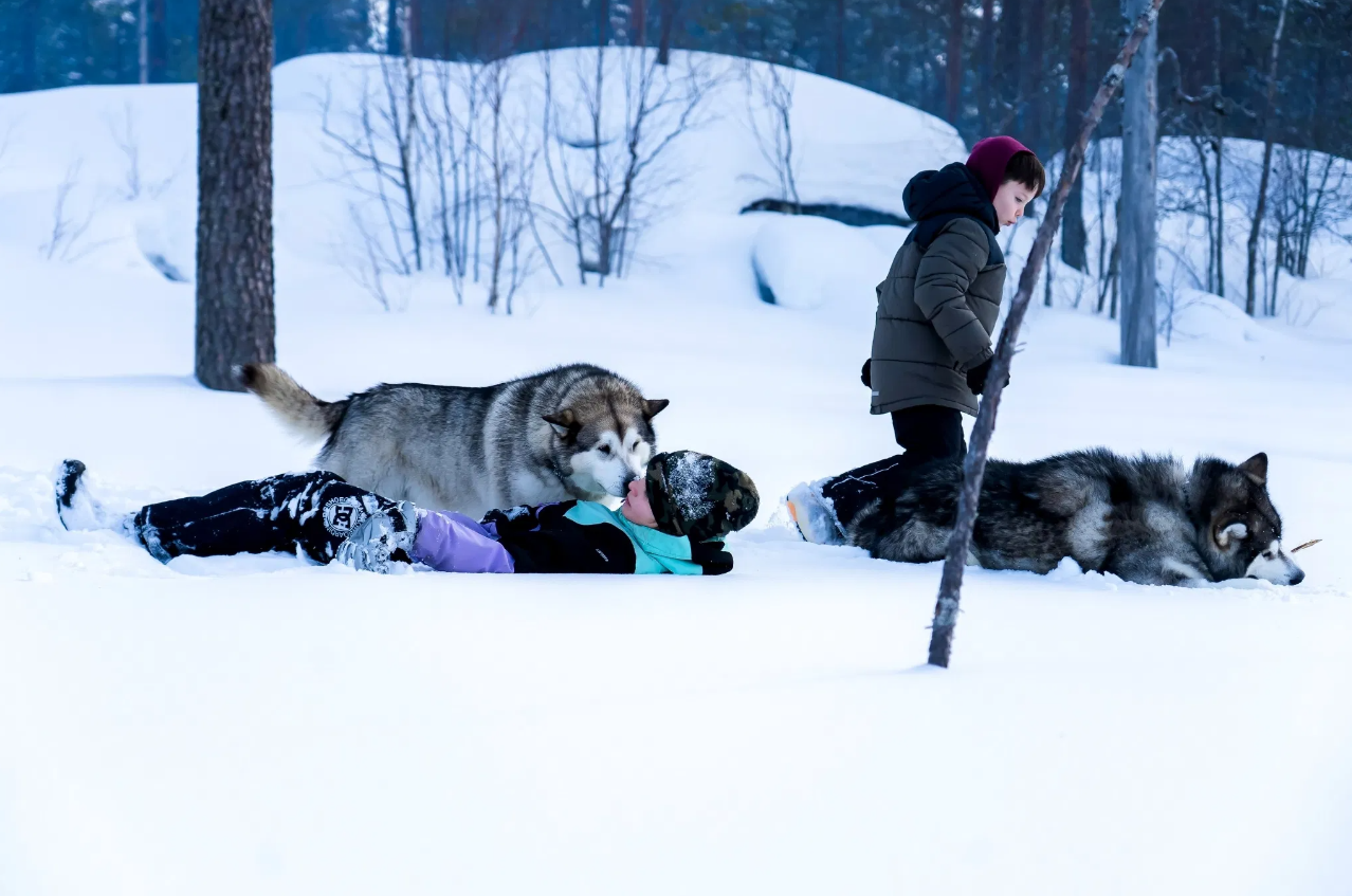 Husky Safari Winter Tour and Barbecue in Rovaniemi gallery 7