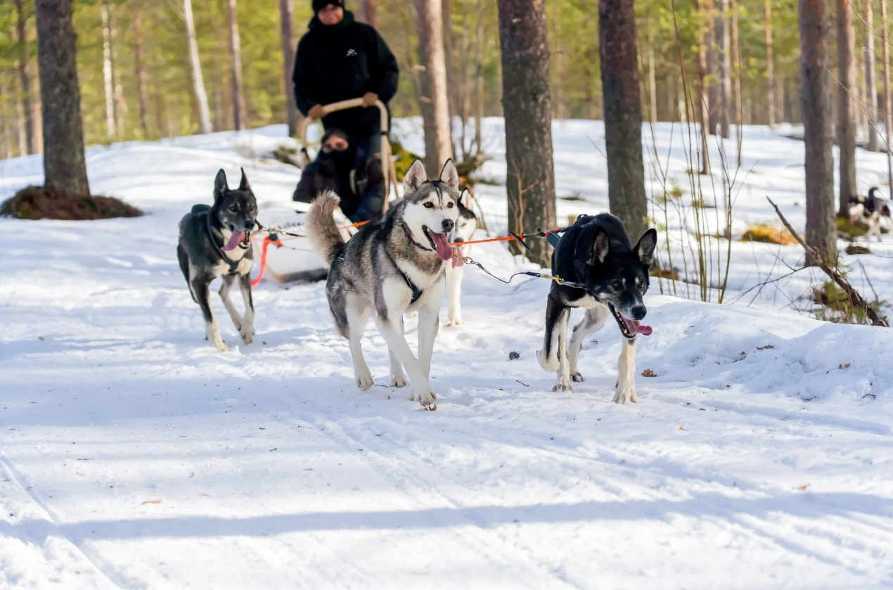 Husky Safari Winter Tour and Barbecue in Rovaniemi, photo 3