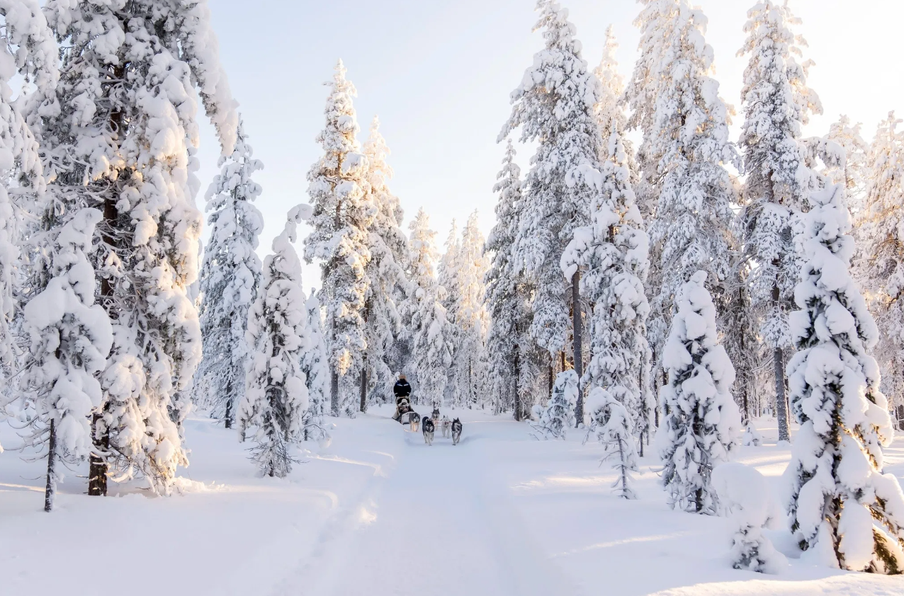 Husky Safari Winter Tour and Barbecue in Rovaniemi gallery 8
