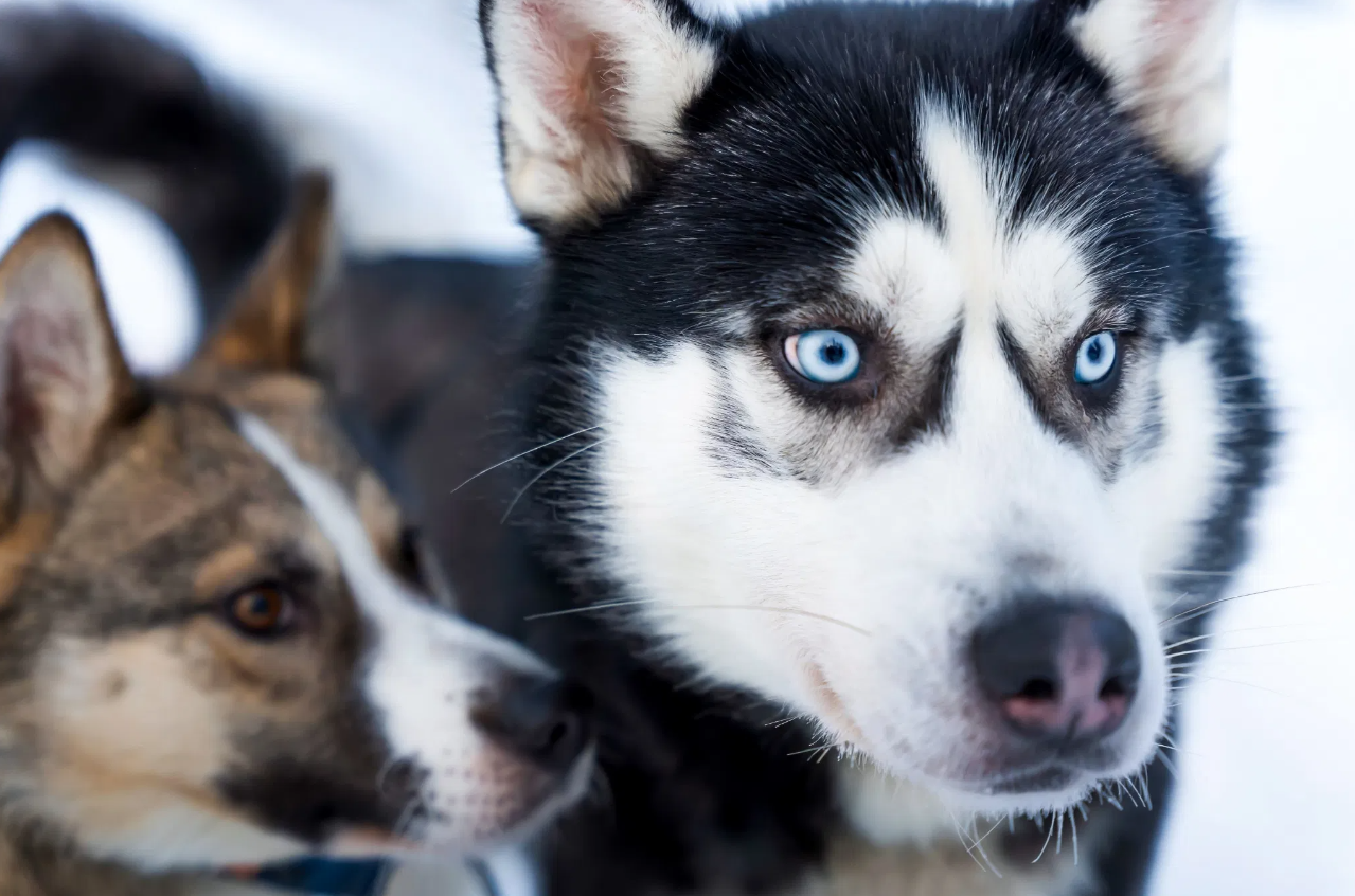 Husky Safari Winter Tour and Barbecue in Rovaniemi gallery 10