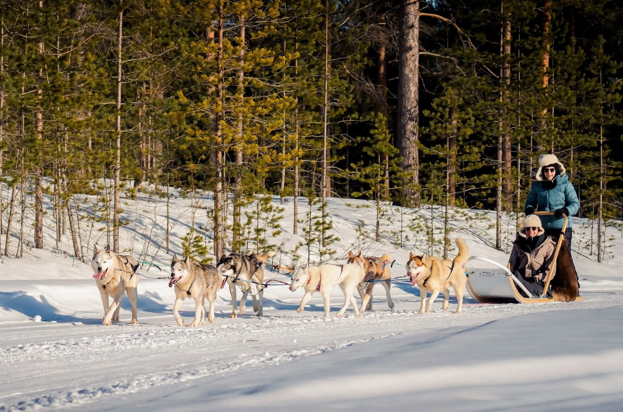 Husky Safari Winter Tour and Barbecue in Rovaniemi, photo 5