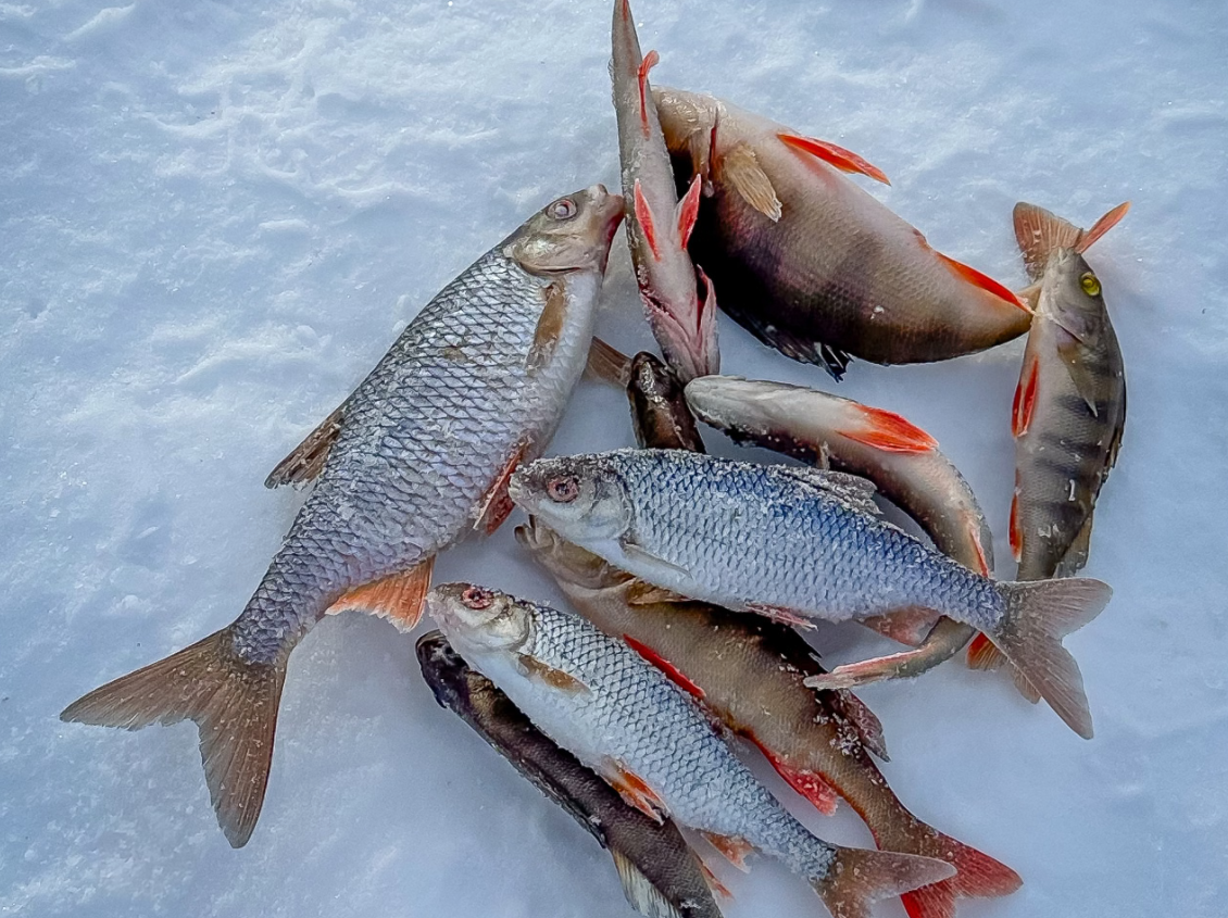 Ice Fishing and Barbecue Experience in Rovaniemi, photo 5