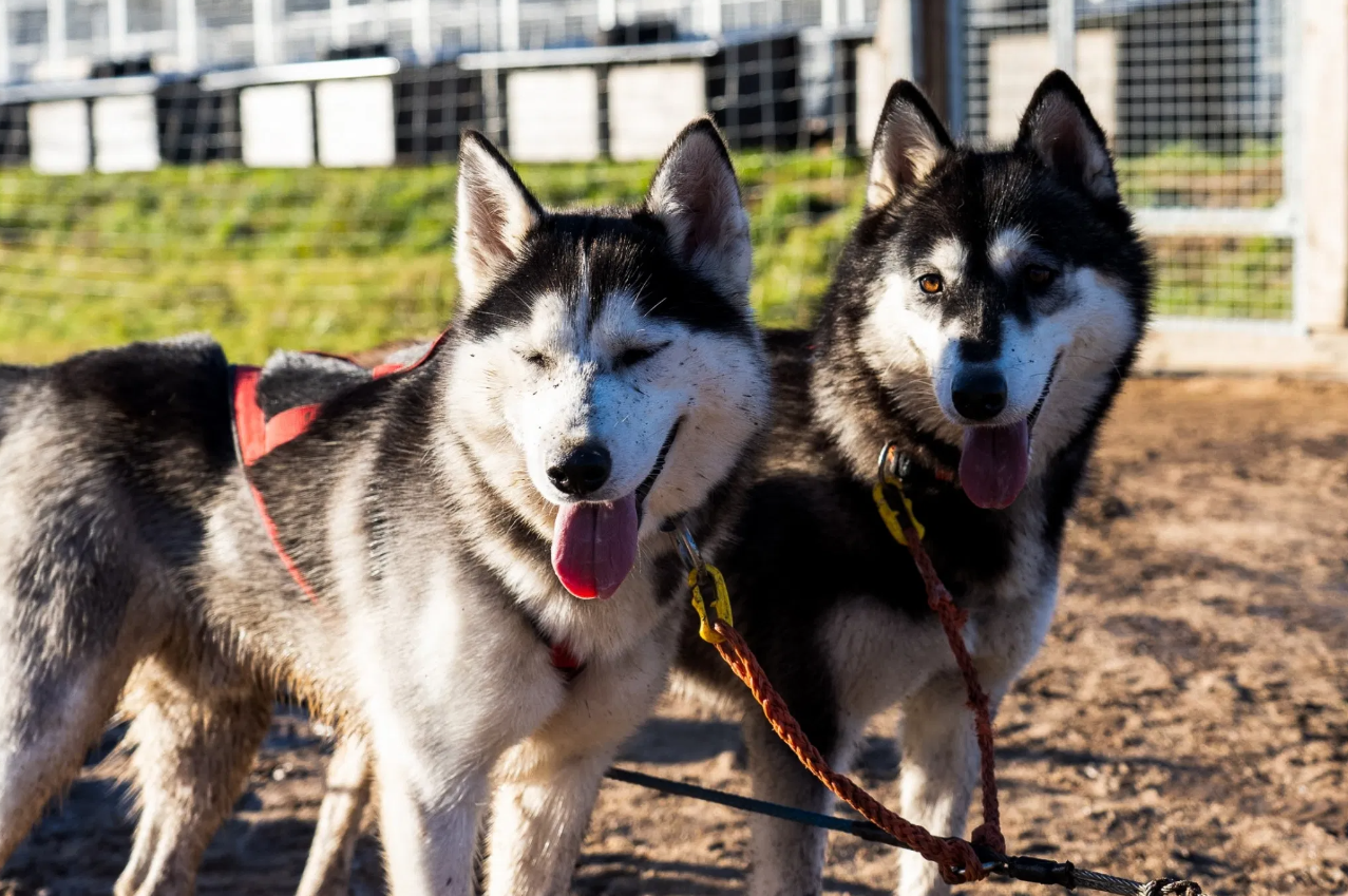 Autumn Husky Safari and Barbecue Experience in Rovaniemi gallery 8