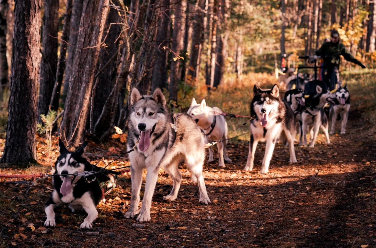 Autumn Husky Safari and Barbecue Experience in Rovaniemi, photo 3